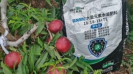 桃子膨大期如何追施膨大肥？