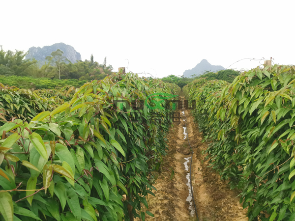 山药施肥-马希姆菌酶水溶肥