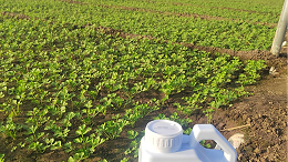 大棚种植管理要点，要做好前脸环境调控