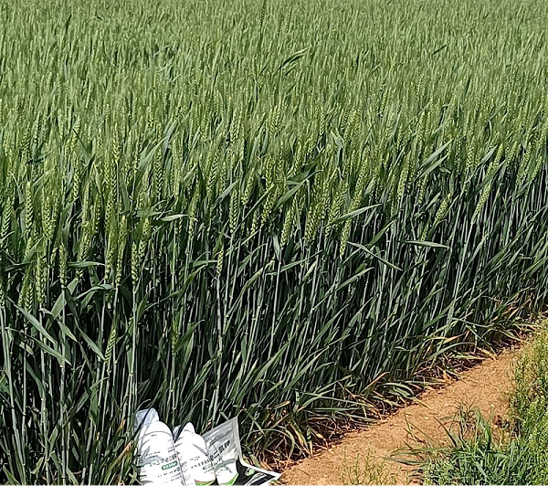 小麦施肥-马希姆菌酶水溶肥