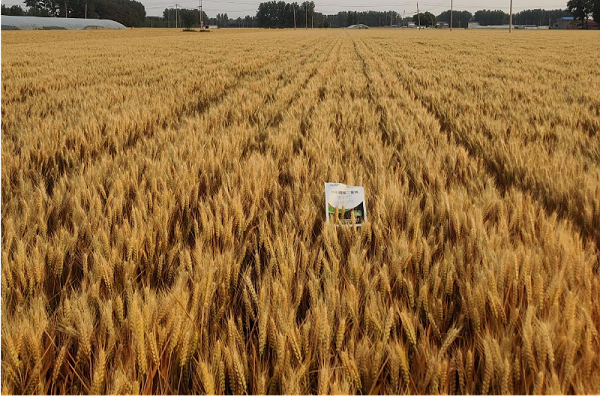 小麦施肥-马希姆磷酸二氢钾