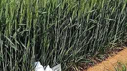 小麦种植做好这几点，增产效果超预期