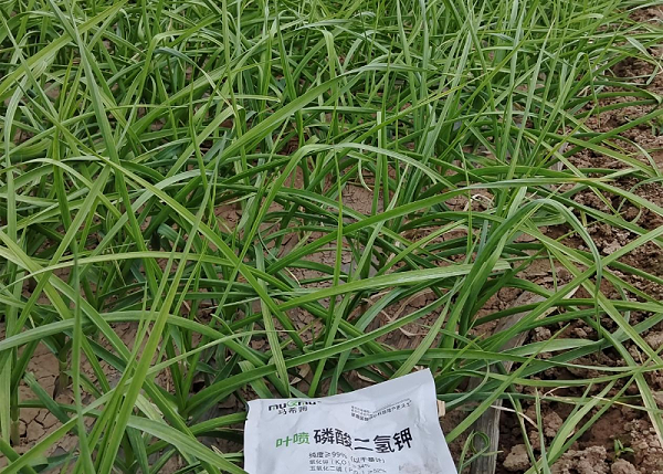 大蒜施肥-马希姆磷酸二氢钾