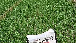 大蒜越冬管理要点