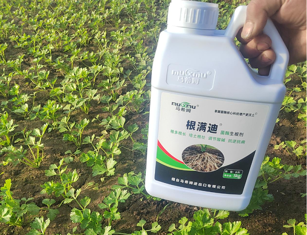 芹菜施肥-马希姆根满迪生根剂