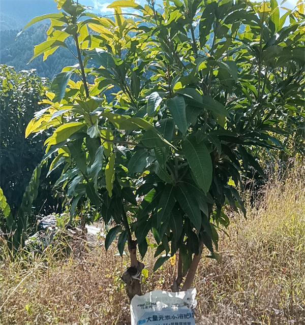 芒果种植-马希姆大量元素水溶肥