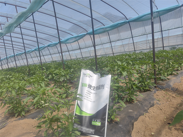 辣椒施肥-马希姆微生物菌剂