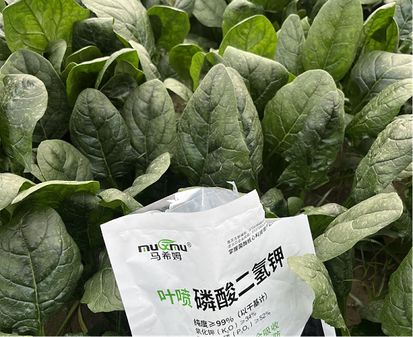 菠菜施肥-马希姆磷酸二氢钾