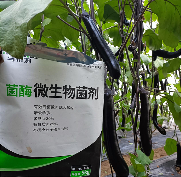 茄子种植-马希姆微生物菌剂