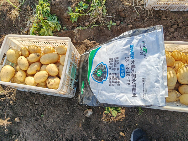 土豆施肥-马希姆平衡颗粒水溶肥