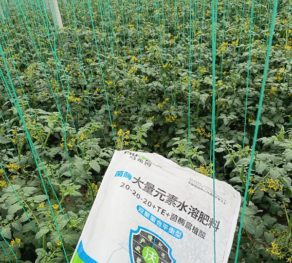 番茄施肥—马希姆大量元素水溶肥