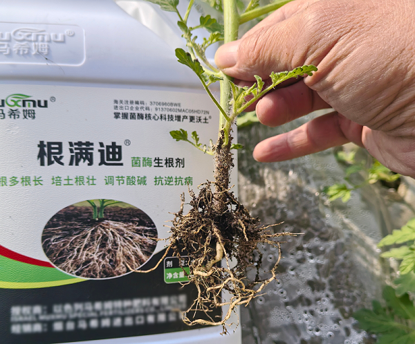 番茄施肥—马希姆根满迪生根剂